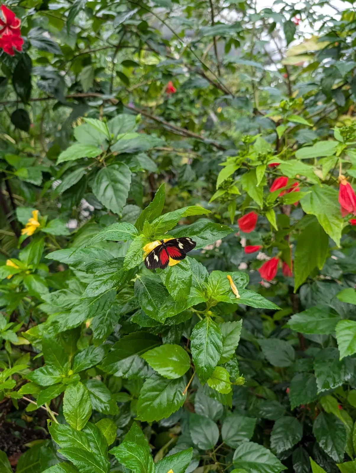 A butterfly with black and red wings resting on green leaves